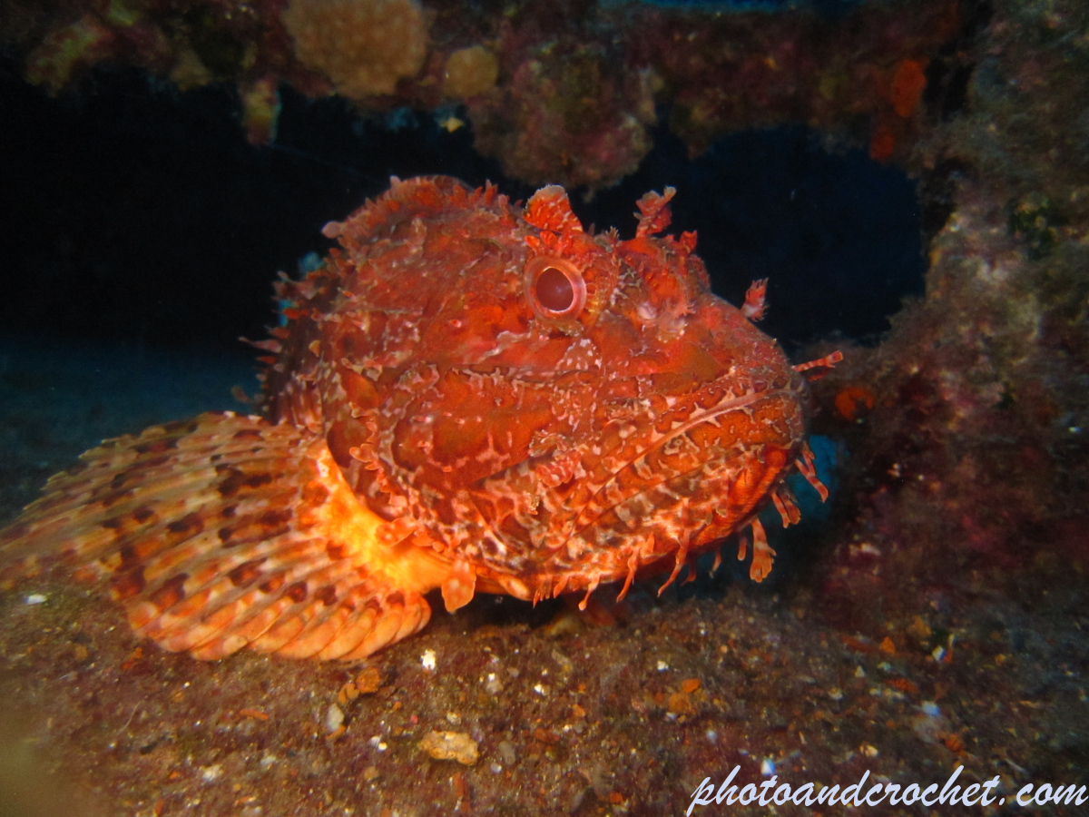 Scorpionfish - Image